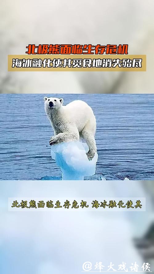 北极变暖海冰流失,北极熊竟集体“发福”? 北极变暖海冰流失,北极熊竟集体“发福”?