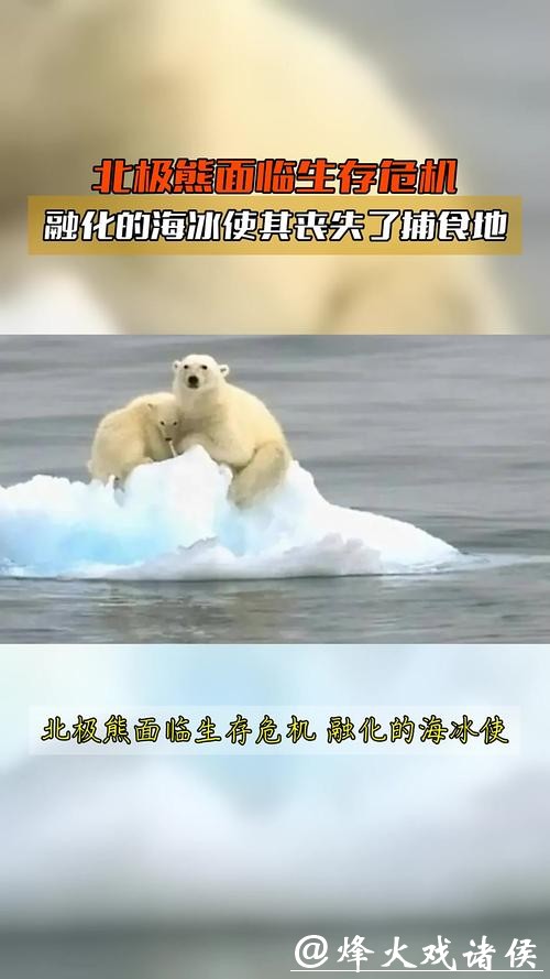 北极变暖海冰流失,北极熊竟集体“发福”? 北极变暖海冰流失,北极熊竟集体“发福”?